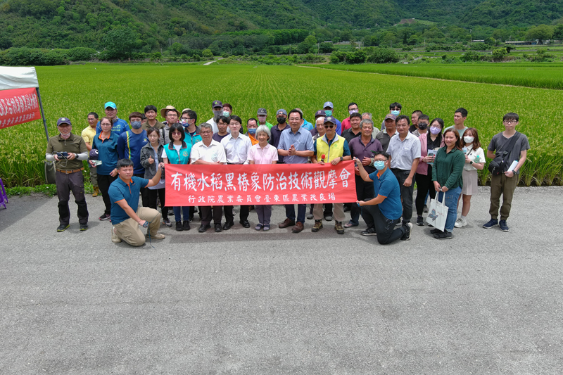 Be Gone, Rice Black Bug!  TTDARES Holds “Organic Rice Black Bug Control and Fertilization Management Demonstration Event”
