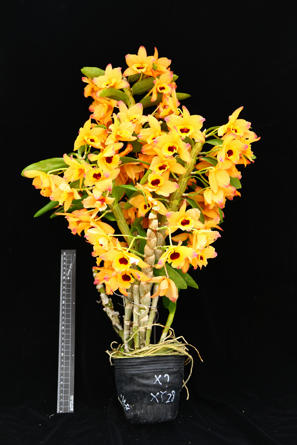 Introduction of the six Nobile-type Dendrobium registered in RHS.