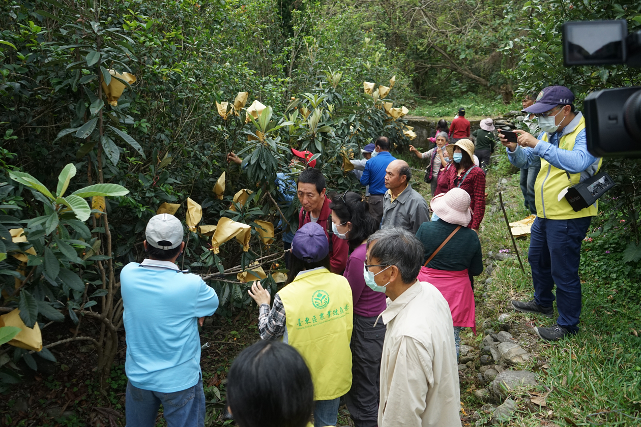 March 5, 2021, Banchiu Branch Station Early-maturing Loquat Orchard Demonstration Event