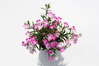 Dianthus Taitung No. 3 (“Fragrance Pink”)