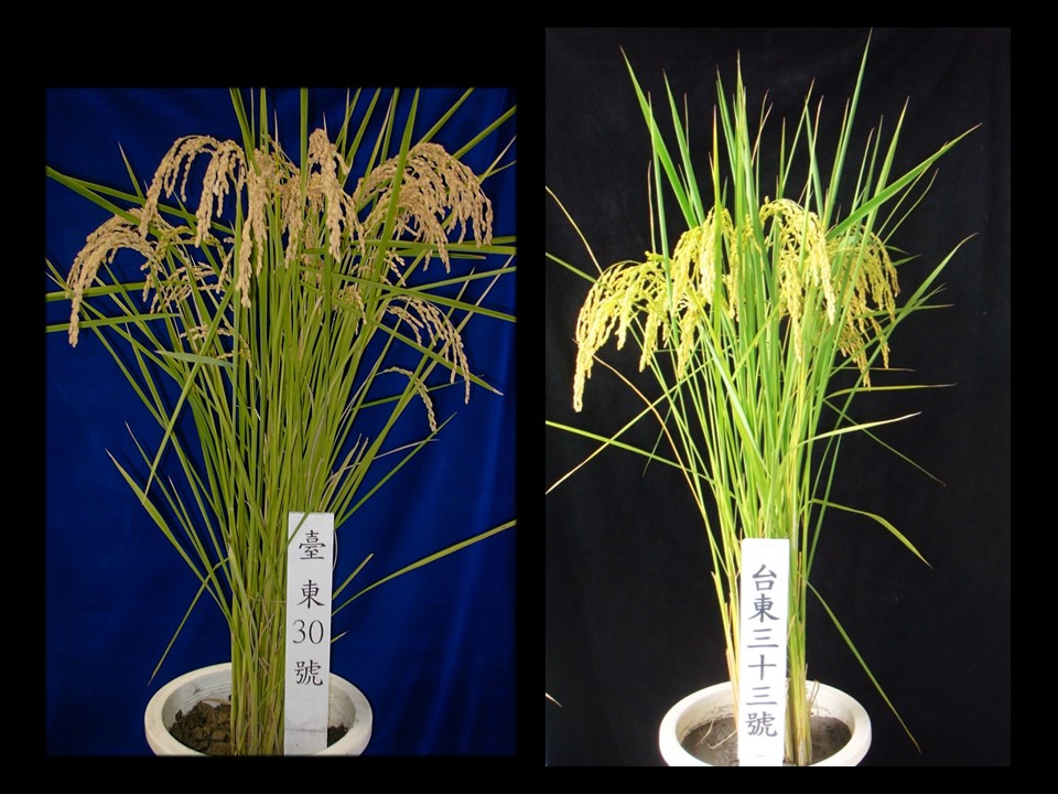 Propagation and seed collecting technology in rice variety Taitung 30 and Taitung 33.