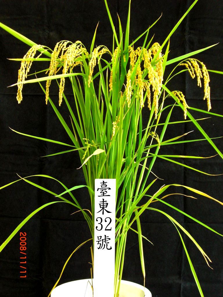 Rice‘Taitung No.32’