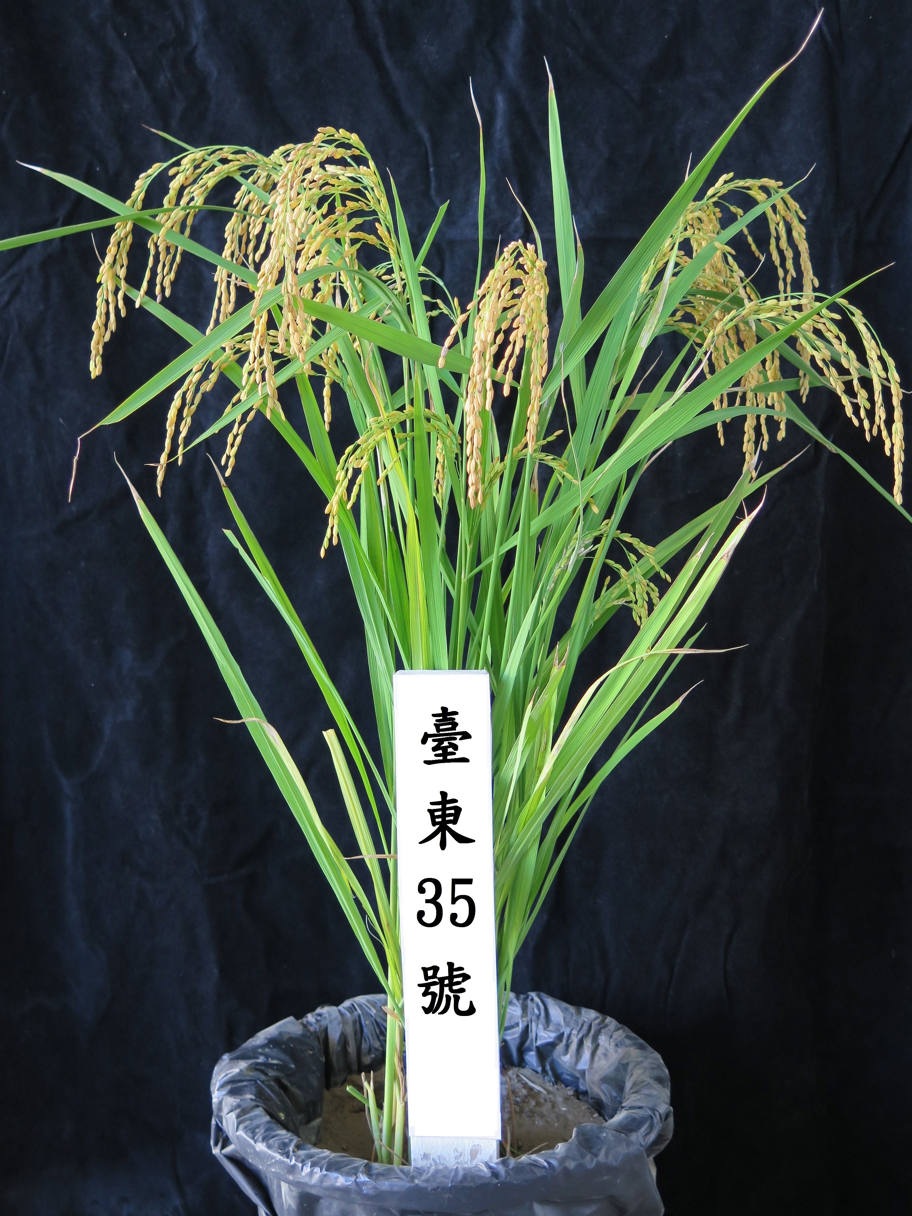 Rice‘Taitung No.35’