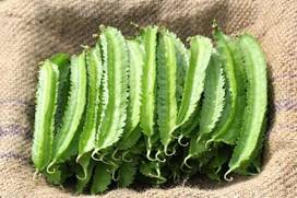 Best seedling propagation technology of winged bean ‘Taitung No. 1’.