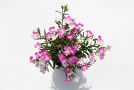 Variety Non-Exclusive License of Dianthus ‘Taitung No. 3-Fragrance Pink’.