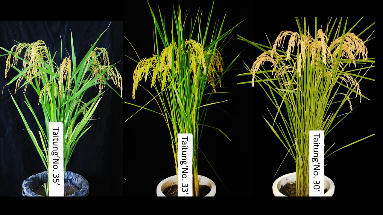 Taitung‘No. 35’、 Taitung‘No. 33’ and Taitung‘No. 30’ rice