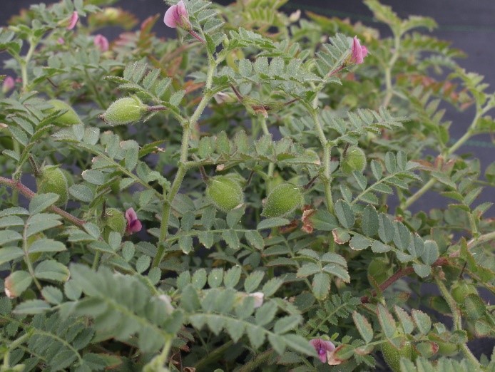 Chickpea (Desi) plants with flowers and pods