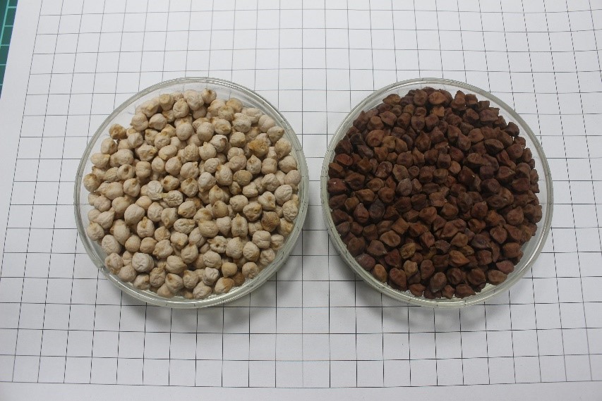 Ripe Kabuli (left) and Desi (right) chickpea seeds