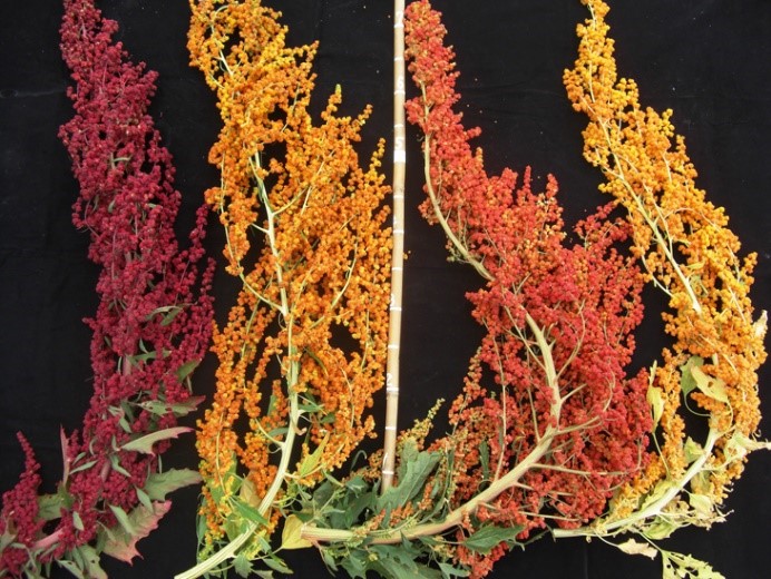 Different colors of djulis flower spike