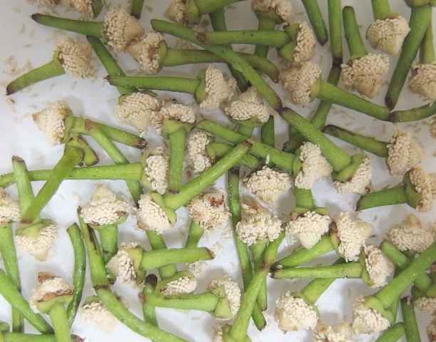 Processing of harvested sugar apple flowers.