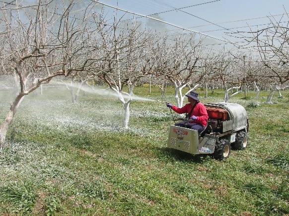 Sunscald prevention for fruit trees.