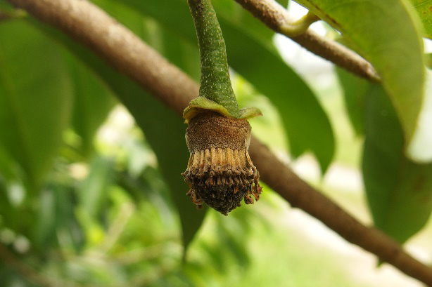 Establishment of the phenology of soursops in Taitung.