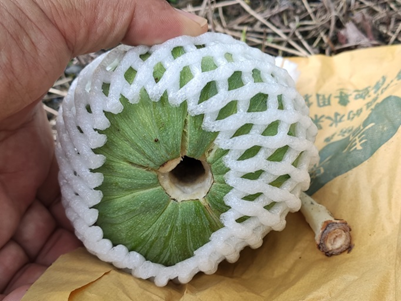 Establishment of indexes for atemoya fruit drop due to high temperatures.