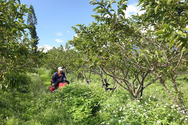 Management of groundcover (weeds) in an organic sugar apple orchard.