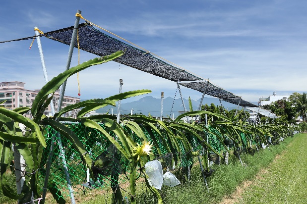 Protection measures against wind and sunscald for pitaya (dragon fruit).