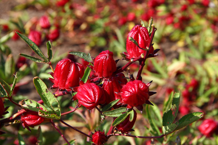These brilliant red roselle calyces have been hailed as the “rubies of Taitung”.