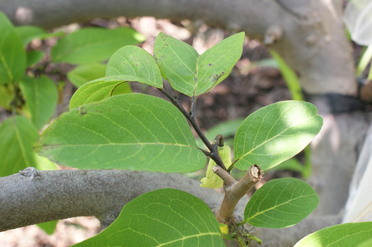 The chilli thrips attacks unopened leaves, puncturing them and sucking out nutrients, causing the leaves to curl, wrinkle, deform, and partially darken.