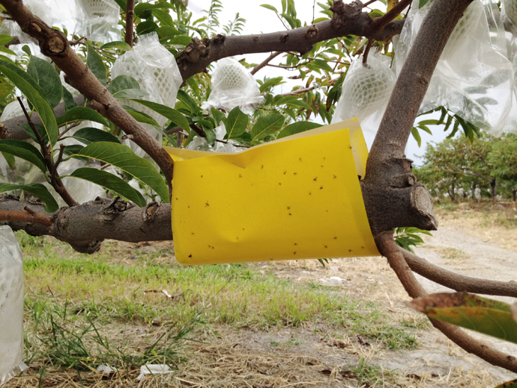 A hanging sheet of yellow flypaper attracts and kills the chilli thrips. Monitoring the population density will provide valuable reference data regarding prevention timing.