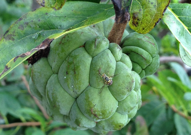 The oriental fruit fly destroys Sugar apple by laying eggs on them.