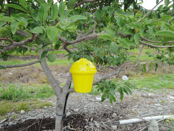 A hanging canister of long-acting poisoned methyl eugenol attracts and kills male fruit flies.