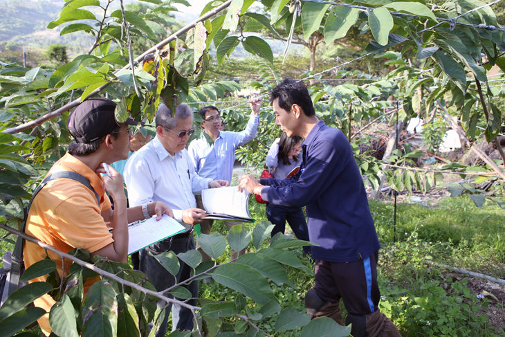 Evaluation of an orchard during the 2016 Outstanding Atemoya Orchard Contest.