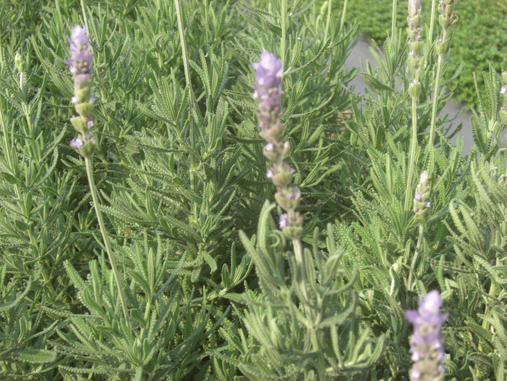 Flowering French lavender.