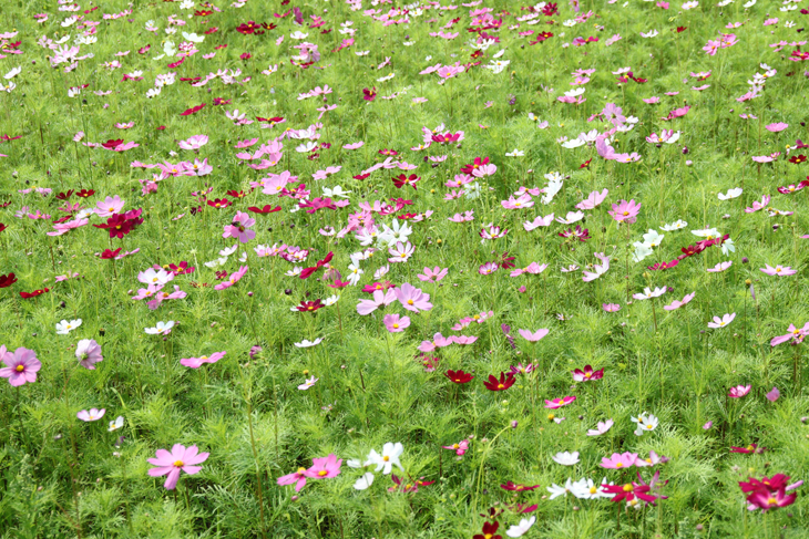 The field of garden cosmos (Cosmos bipinnatus) at the TTDARES grounds will relax and refresh you!
