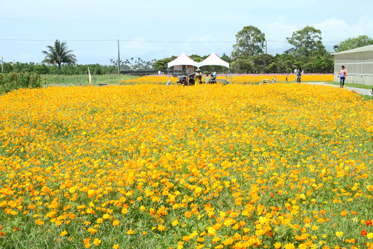 A golden field of garden cosmos at the TTDARES.