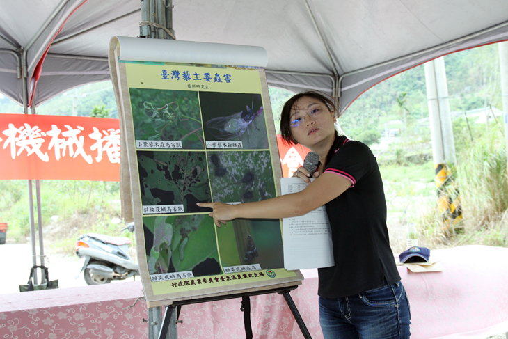TTDARES assistant researcher Xu discusses disease and pest prevention techniques for Taiwan djulis.