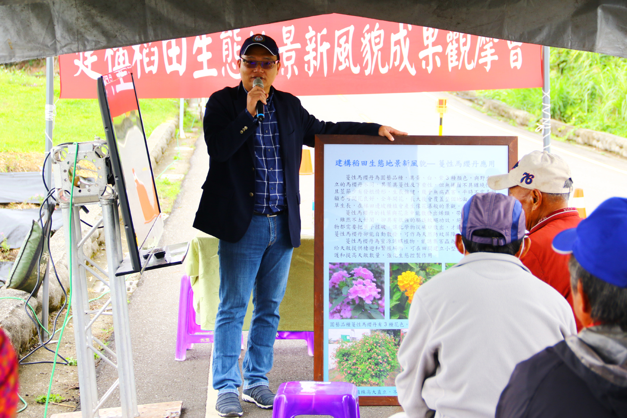 Assistant researcher Liao Jingying talks about using trailing lantana as a groundcover for terraced rice field slopes.