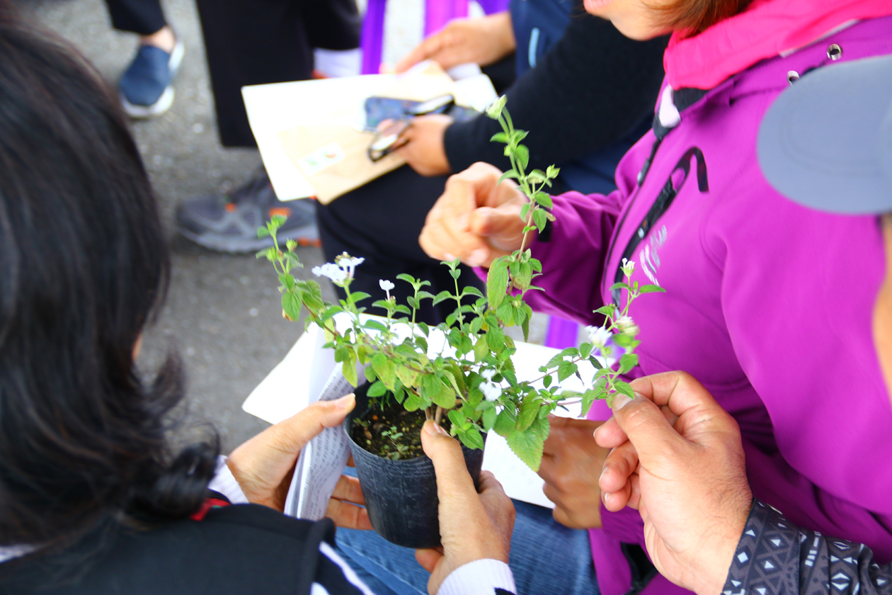 Growers look at a trailing lantana plant.