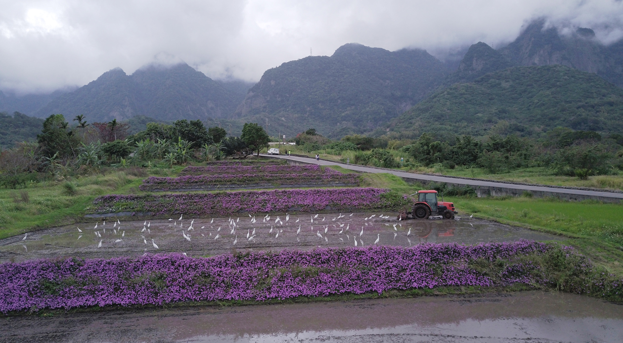 The use of trailing lantana as a groundcover on the slopes helps control weed growth while giving the area a new look.