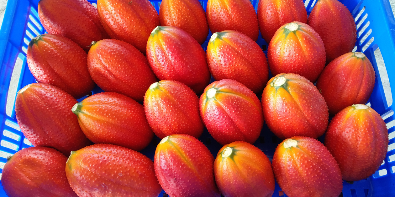 Gac Taitung No. 1 has a regular shape and a bright orange-red color.
