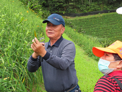 Farmer Zhang Jia-chang shares his experiences with growing Daylily Taitung No. 7.