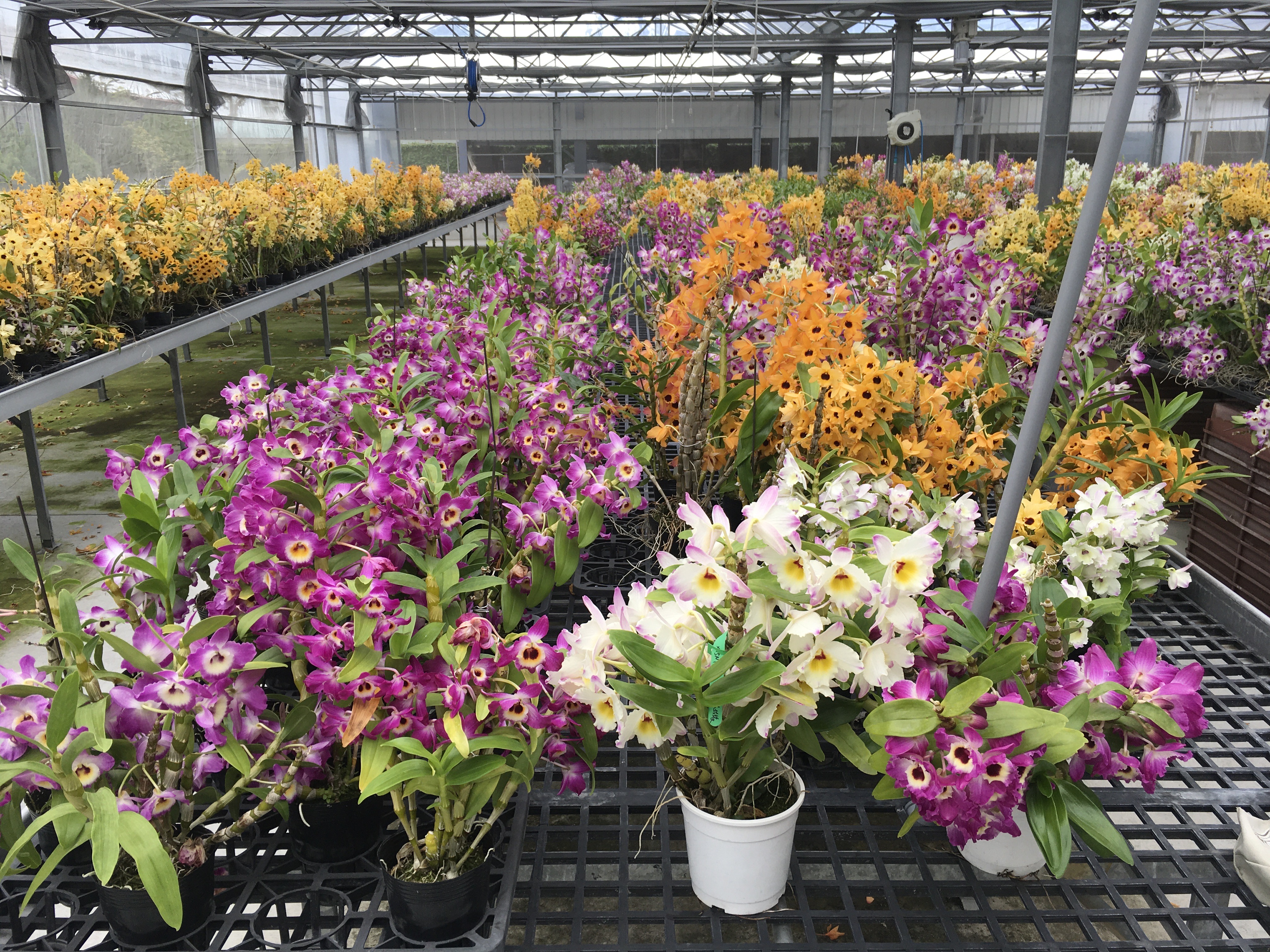 Fig. 6. The TTDARES has bred several varieties of red and yellow Dendrobium nobile and looks forward to working with those in the flower sector to promote the thriving development of the Dendrobium nobile industry.