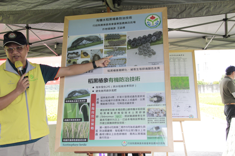 Assistant researcher Wang Zhi-wei talks about rice black bug control based on practices in an experimental field.