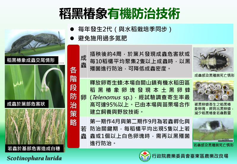 An instructional card on techniques for controlling rice black bugs.