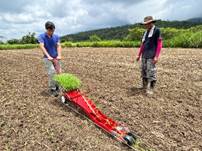 A single-pronged millet transplanter is readily learned and great for small areas.