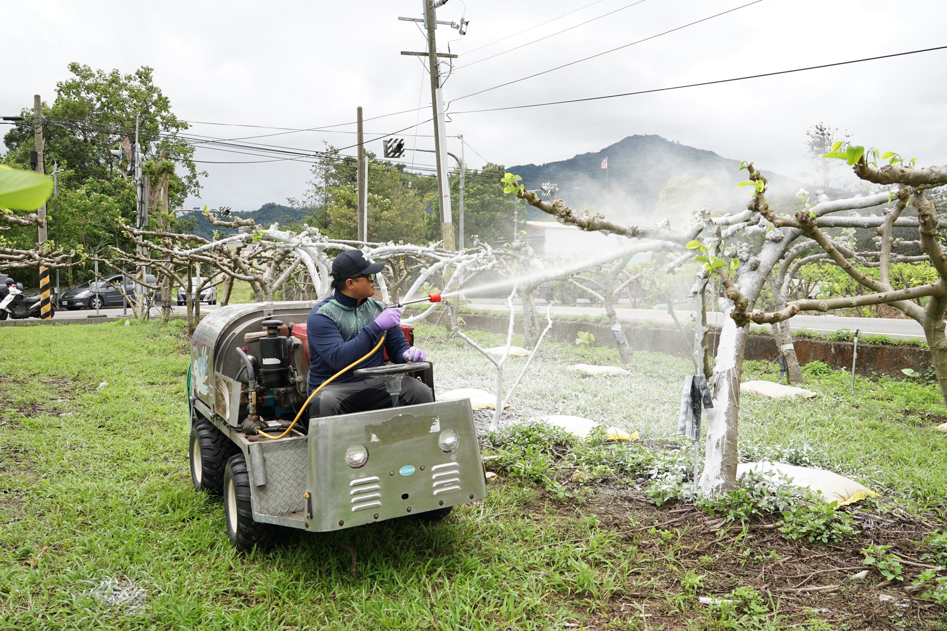 A demonstration of the use of an air-blast sprayer vehicle to apply the sunscald prevention formula.