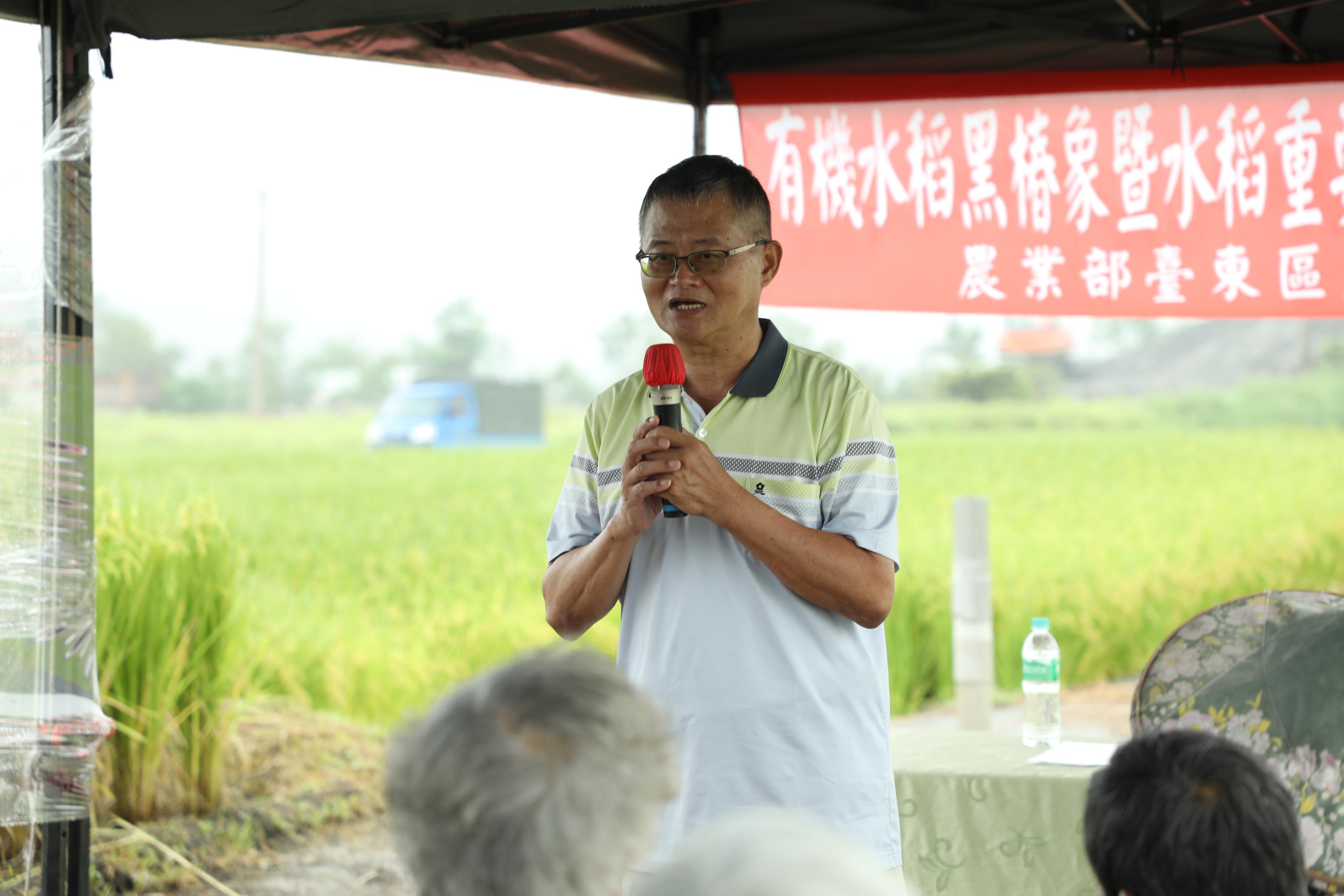 Farmer Kuan Sheng-lin shares about the effects of the organic rice black bug control treatment in his field.