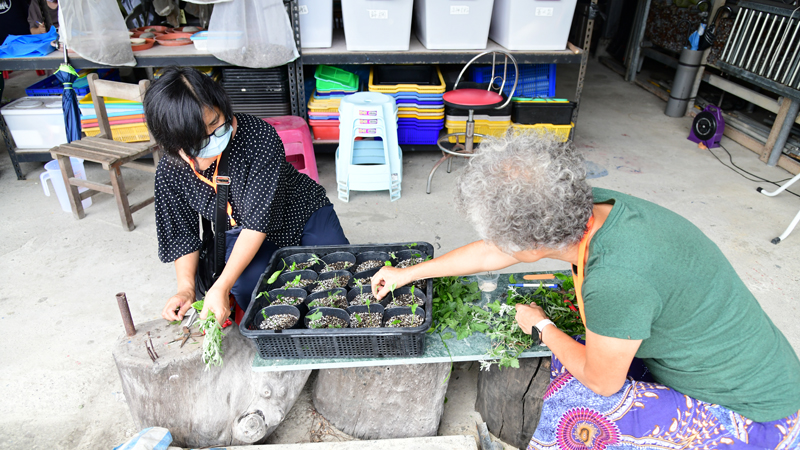 Participants try their hands at cutting propagation of jiuqu, the traditional starter for millet wine made by Indigenous people.