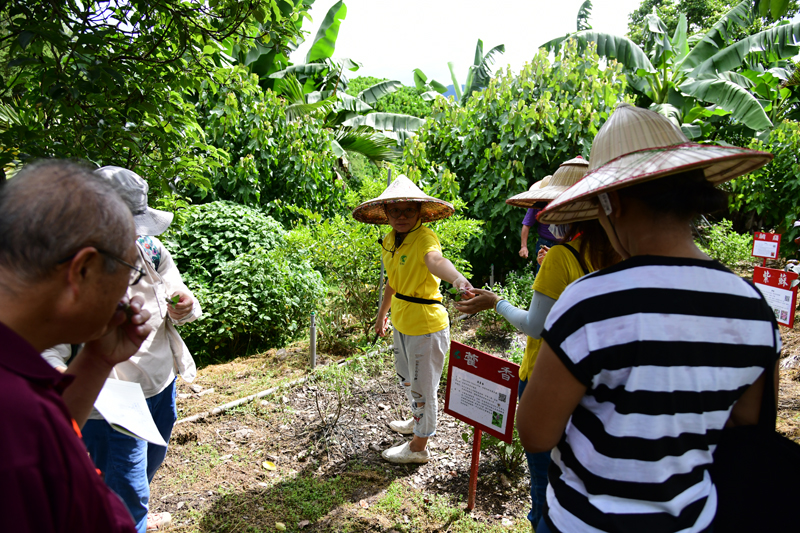 Participants observe herbs being cultivated at the Fanzhangyuan Farm.