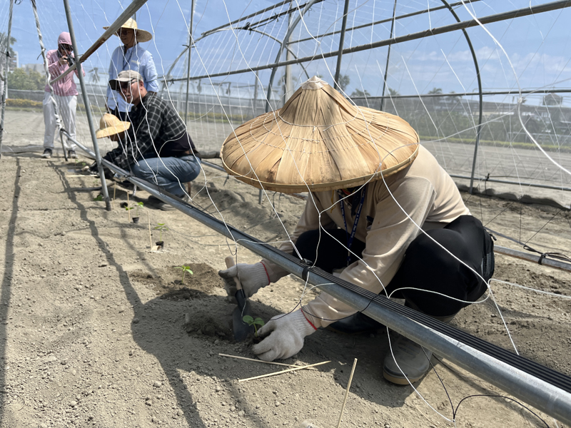A participant transplants a vegetable seedling into a field.