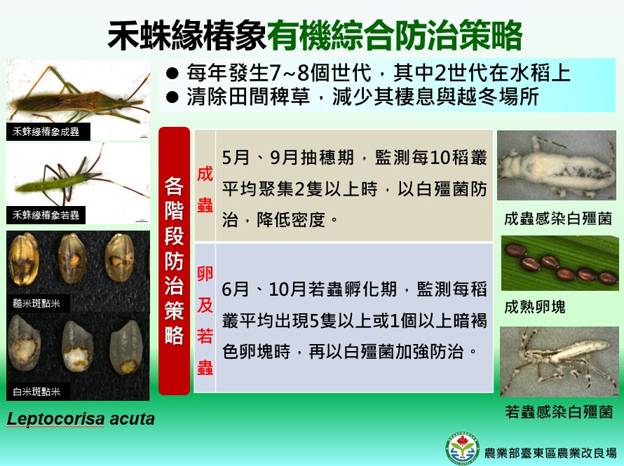 Graphic on paddy earhead bug prevention techniques.