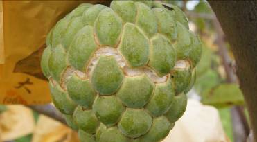 Low temperatures of fruit cracking on sugar apple