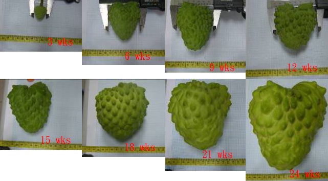 Atemoya fruit appearance at different growth stages.