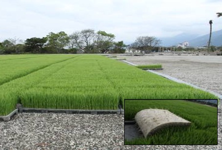 The rice seedling are strong and decrease disease by treating 3-in-1 formula.