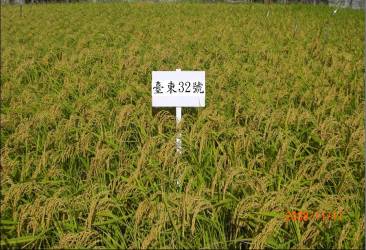 'Taitung 32' produces high yields, is good-looking and has an excellent degree of stickiness.