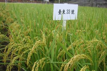 An excellent variety—'Taitung 33'.