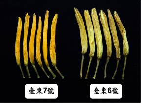 We developed dried daylily products from variety 'Taitung 7' (left) through our sulfite-untreated processing. Its orange color is much more appealing than that of variety 'Taitung 6' (right).